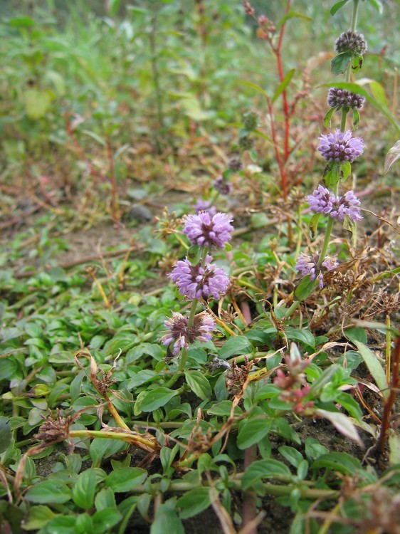 Mentha pulegium